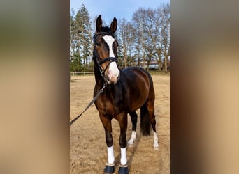 Hanoverian, Gelding, 10 years, 16.3 hh, Bay-Dark