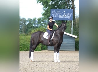 Hanoverian, Gelding, 10 years, 16,3 hh, Black