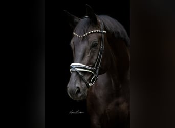 Hanoverian, Gelding, 10 years, 16,3 hh, Black