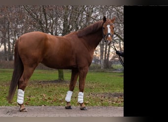 Hanoverian, Gelding, 10 years, 16,3 hh, Chestnut-Red