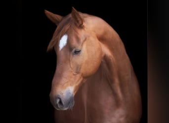 Hanoverian, Gelding, 10 years, 16,3 hh, Chestnut-Red