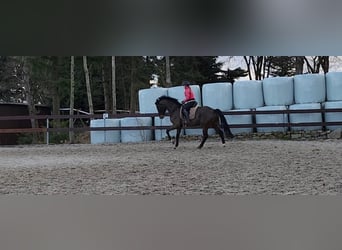 Hanoverian, Gelding, 10 years, 16,3 hh, Smoky-Black