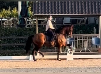 Hanoverian, Gelding, 10 years, 16 hh, Bay