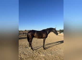 Hanoverian, Gelding, 10 years, 16 hh, Black