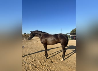 Hanoverian, Gelding, 10 years, 16 hh, Black