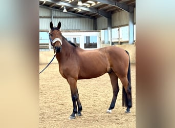 Hanoverian, Gelding, 10 years, 16 hh, Brown