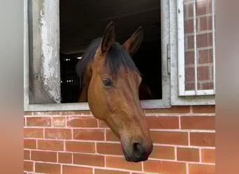 Hanoverian, Gelding, 10 years, 16 hh, Brown
