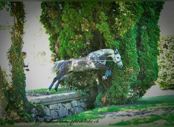 Hanoverian, Gelding, 10 years, 16 hh, Grey