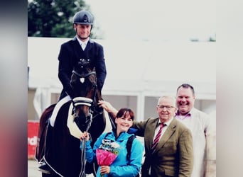 Hanoverian, Gelding, 10 years, 16,1 hh, Bay-Dark