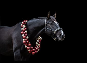 Hanoverian, Gelding, 10 years, 16,1 hh, Black