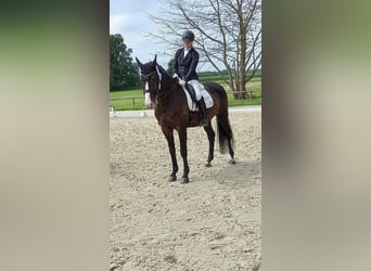 Hanoverian, Gelding, 10 years, 16,1 hh, Brown