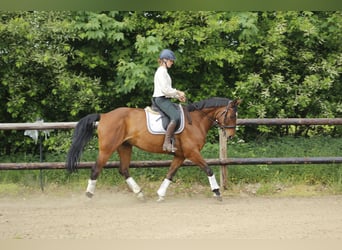 Hanoverian, Gelding, 10 years, 16,1 hh, Brown