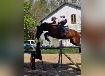 Hanoverian, Gelding, 10 years, 16,1 hh, Brown