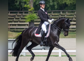 Hanoverian, Gelding, 10 years, 16,2 hh, Black