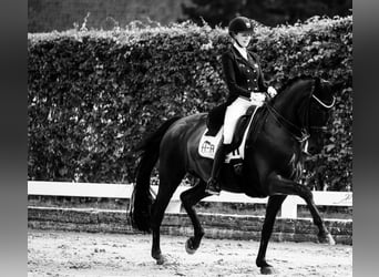Hanoverian, Gelding, 10 years, 16,2 hh, Black