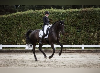 Hanoverian, Gelding, 10 years, 16,2 hh, Black