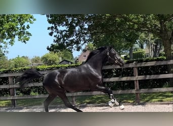 Hanoverian, Gelding, 10 years, 16,2 hh, Black