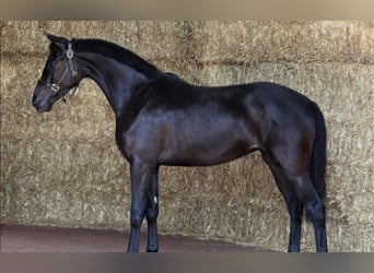 Hanoverian, Gelding, 10 years, 16,2 hh, Black