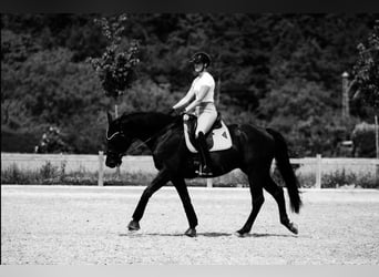Hanoverian, Gelding, 10 years, 16,2 hh, Black