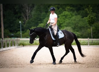 Hanoverian, Gelding, 10 years, 16,2 hh, Black