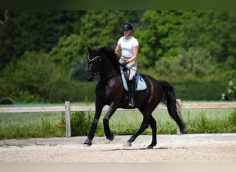 Hanoverian, Gelding, 10 years, 16,2 hh, Black