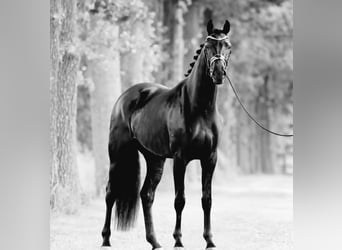 Hanoverian, Gelding, 10 years, 16,2 hh, Black
