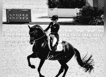 Hanoverian, Gelding, 10 years, 16,2 hh, Black