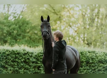 Hanoverian, Gelding, 10 years, 16,2 hh, Black