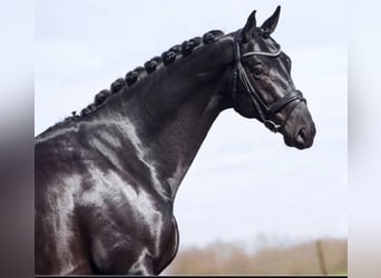 Hanoverian, Gelding, 10 years, 16,2 hh, Black