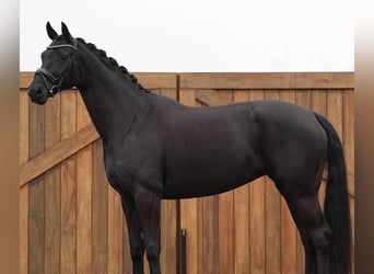 Hanoverian, Gelding, 10 years, 16,2 hh, Black