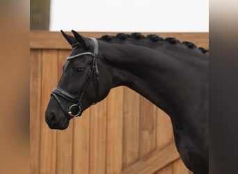 Hanoverian, Gelding, 10 years, 16,2 hh, Black