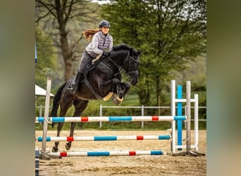 Hanoverian, Gelding, 10 years, 16,2 hh, Black