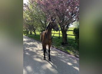 Hanoverian, Gelding, 10 years, 16,2 hh, Brown