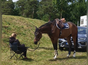 Hanoverian, Gelding, 10 years, 16,2 hh, Brown