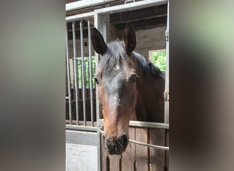 Hanoverian, Gelding, 10 years, 16,2 hh, Brown