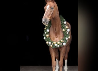 Hanoverian, Gelding, 10 years, 16,2 hh, Chestnut-Red