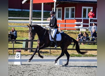 Hanoverian, Gelding, 10 years, 16,3 hh, Black