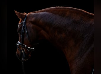 Hanoverian, Gelding, 10 years, 16,3 hh, Chestnut