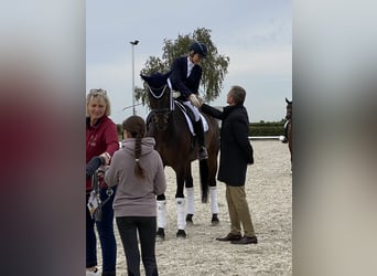 Hanoverian, Gelding, 10 years, 17.1 hh, Bay-Dark