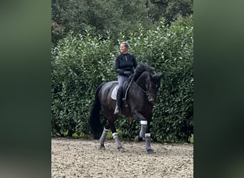Hanoverian, Gelding, 10 years, 17.1 hh, Bay-Dark