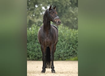 Hanoverian, Gelding, 10 years, 17.1 hh, Bay-Dark