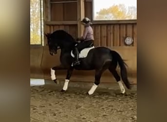 Hanoverian, Gelding, 10 years, 17.1 hh, Bay-Dark