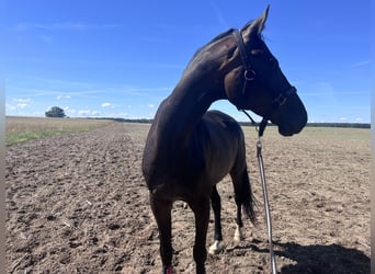 Hanoverian, Gelding, 10 years, 17.1 hh, Brown
