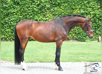 Hanoverian, Gelding, 10 years, 17.1 hh, Brown