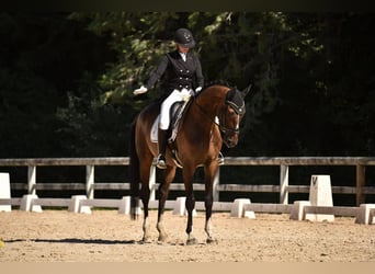 Hanoverian, Gelding, 10 years, 17 hh, Bay-Dark