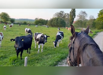Hanoverian, Gelding, 10 years, 17 hh, Black