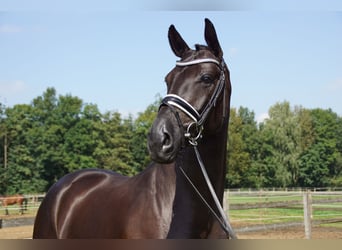 Hanoverian, Gelding, 10 years, 17 hh, Black