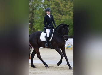 Hanoverian, Gelding, 10 years, 17 hh, Black