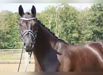 Hanoverian, Gelding, 10 years, 17 hh, Black