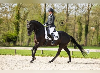 Hanoverian, Gelding, 10 years, 17 hh, Black